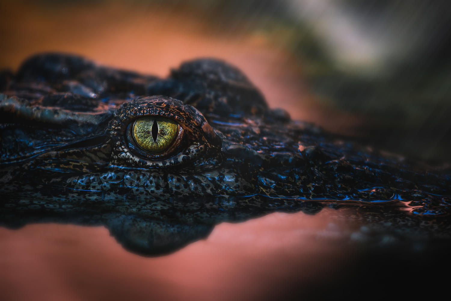 Крокодил на Кинерете: новое видео распространяется по соцсетям