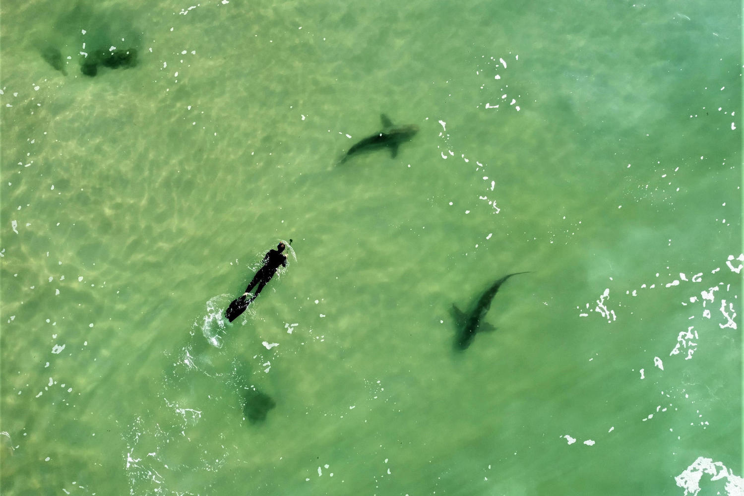 акулы у берегов Хадеры