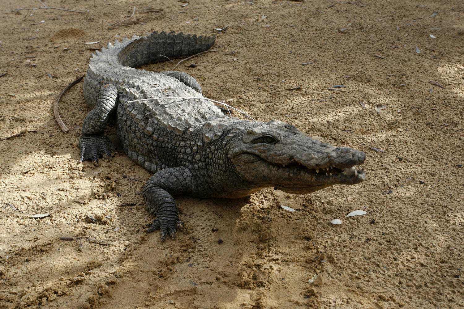 Управление национальных парков ищет беглого крокодила в окрестностях Кинерета