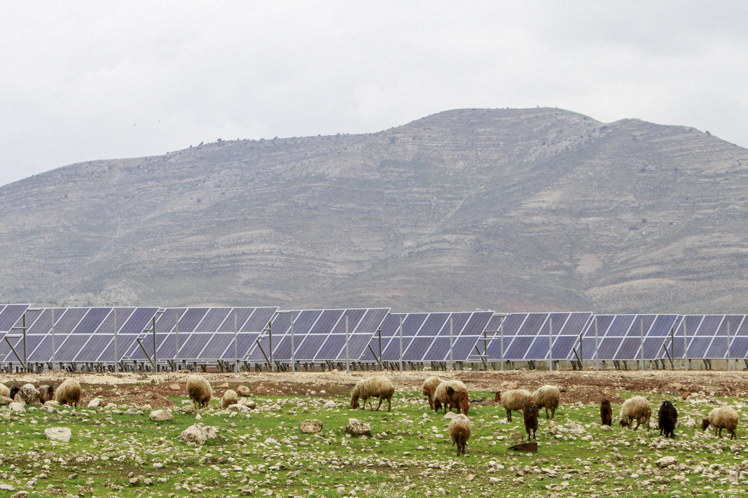 Как Государство Израиль победило солнечную электростанцию на ферме