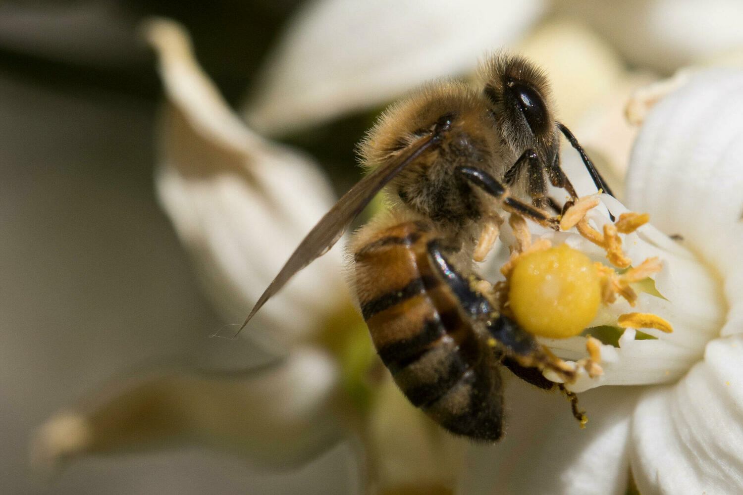 Французские СМИ рассказали об израильском чудо-улье для спасения пчел