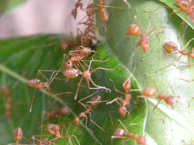 Предупреждение в канун Ту би-Шват: многие теплицы Израиля заражены огненными муравьями
