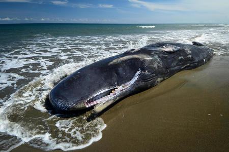 На израильский берег вынесло мертвого гигантского кита