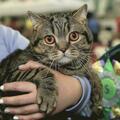 Большая международная выставка кошек и котят всех пород в Кармиэле