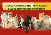 Большая Международная выставка кошек и Супер Шоу Иллюзий